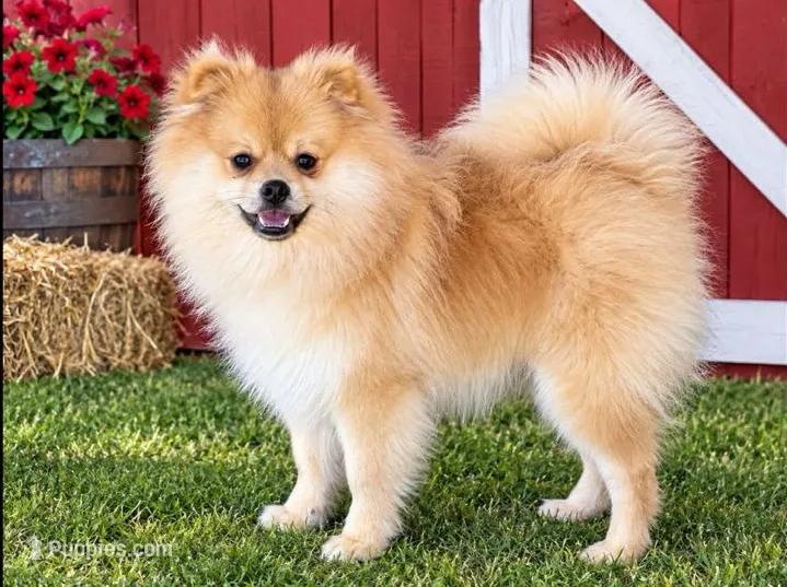 Oliver - CKC Pomeranian – Pomeranian puppy for sale in Dawsonville, GA