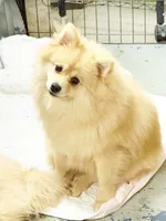 Nash - CKC Pomeranian, a male Pomeranian for sale in Dawsonville, GA – 5 of 6