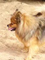 Poppy - CKC Pomeranian, a female Pomeranian for sale in Dawsonville, GA – 3 of 6