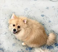 Nash - CKC Pomeranian, a male Pomeranian for sale in Dawsonville, GA – 6 of 6
