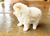 Woody, a male Pomeranian for sale in Dawsonville, GA – 5 of 6