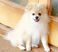 Oliver, a male Pomeranian for sale in Dawsonville, GA – 3 of 6