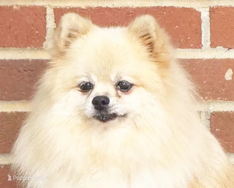 Dolly - CKC Pomeranian  – Pomeranian puppy for sale in Dawsonville, GA