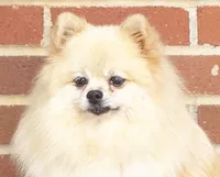 Dolly - CKC Pomeranian , a female Pomeranian for sale in Dawsonville, GA – 1 of 6