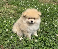 Oliver, a male Pomeranian for sale in Dawsonville, GA – 2 of 6