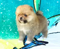 JESSIE, a female Pomeranian for sale in Dawsonville, GA – 2 of 6