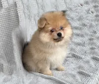 Nash, a male Pomeranian for sale in Dawsonville, GA – 4 of 6