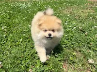 Oliver, a male Pomeranian for sale in Dawsonville, GA – 6 of 6