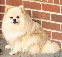 Dolly - CKC Pomeranian , a female Pomeranian for sale in Dawsonville, GA – 4 of 6