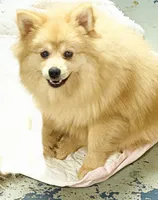 Nash - CKC Pomeranian, a male Pomeranian for sale in Dawsonville, GA – 4 of 6