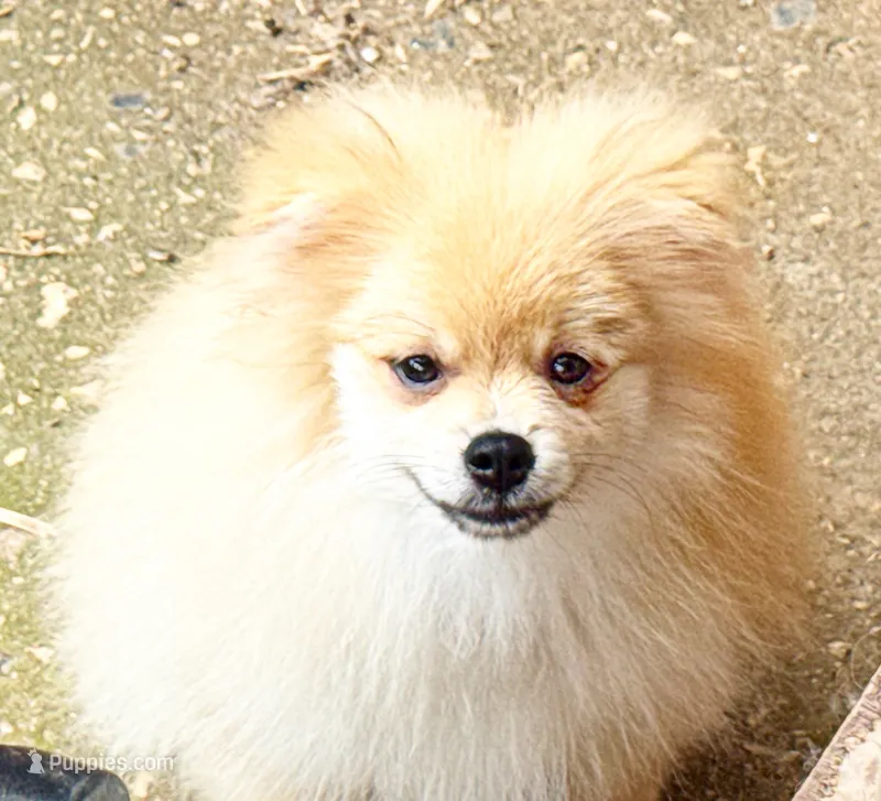 Oliver – Pomeranian puppy for sale in Dawsonville, GA