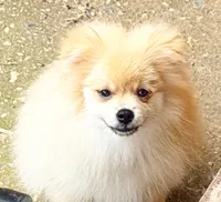 Oliver, a male Pomeranian for sale in Dawsonville, GA – 1 of 6