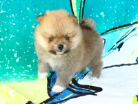JESSIE, a female Pomeranian for sale in Dawsonville, GA – 3 of 6