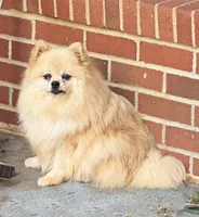 Dolly - CKC Pomeranian , a female Pomeranian for sale in Dawsonville, GA – 5 of 6