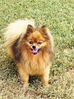 Poppy - CKC Pomeranian, a female Pomeranian for sale in Dawsonville, GA – 4 of 6