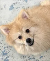 Nash - CKC Pomeranian, a male Pomeranian for sale in Dawsonville, GA – 2 of 6