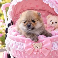 BABYCAKES - CKC Pomeranian, a female Pomeranian for sale in Dawsonville, GA – 4 of 6
