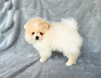 Starr, a male Pomeranian for sale in Dawsonville, GA – Photo 6 of 6