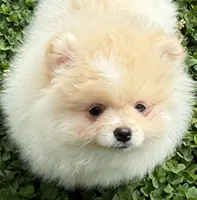 Starr, a male Pomeranian for sale in Dawsonville, GA – Photo 5 of 6