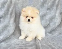 Starr, a male Pomeranian for sale in Dawsonville, GA – Photo 2 of 6