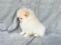 Starr, a male Pomeranian for sale in Dawsonville, GA – Photo 4 of 6