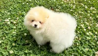 Starr, a male Pomeranian for sale in Dawsonville, GA – Photo 3 of 6