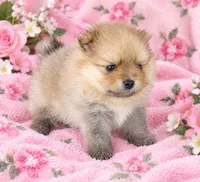PEACHES - CKC Pomeranian, a female Pomeranian for sale in Dawsonville, GA – 3 of 6