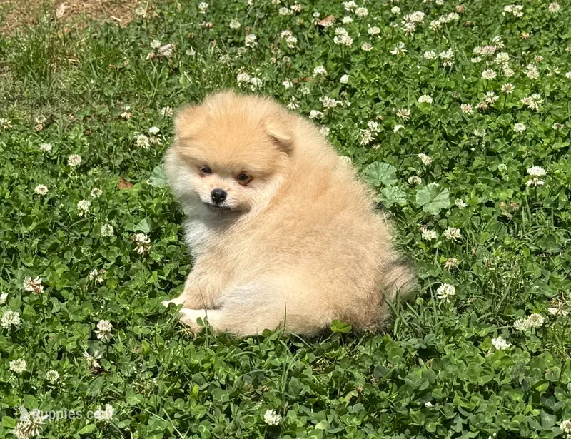 Oliver – Pomeranian puppy for sale in Dawsonville, GA