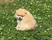Oliver, a male Pomeranian for sale in Dawsonville, GA – 1 of 6