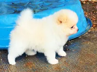 Woody, a male Pomeranian for sale in Dawsonville, GA – 2 of 6