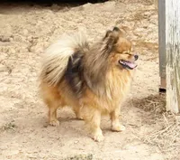 Poppy - CKC Pomeranian, a female Pomeranian for sale in Dawsonville, GA – 2 of 6