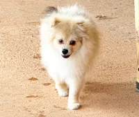 Nash, a male Pomeranian for sale in Dawsonville, GA – 6 of 6
