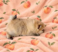 PEACHES - CKC Pomeranian, a female Pomeranian for sale in Dawsonville, GA – 6 of 6