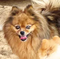 Poppy - CKC Pomeranian, a female Pomeranian for sale in Dawsonville, GA – 6 of 6