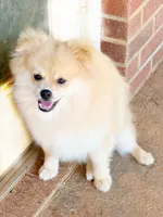 Oliver, a male Pomeranian for sale in Dawsonville, GA – 4 of 6