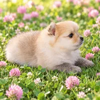 LADYBUG - CKC Pomeranian, a female Pomeranian for sale in Dawsonville, GA – 6 of 6