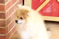 Timber, a male Pomeranian for sale in Dawsonville, GA – 4 of 6