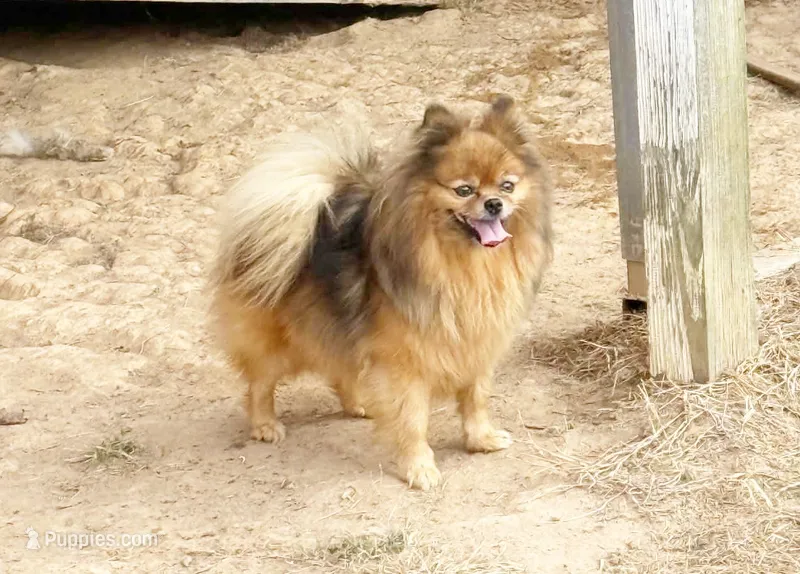 Poppy - CKC Pomeranian – Pomeranian puppy for sale in Dawsonville, GA