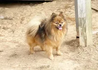 Poppy - CKC Pomeranian, a female Pomeranian for sale in Dawsonville, GA – 1 of 6