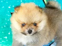 JESSIE, a female Pomeranian for sale in Dawsonville, GA – 1 of 6