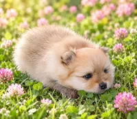 LADYBUG - CKC Pomeranian, a female Pomeranian for sale in Dawsonville, GA – 2 of 6