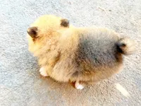 JESSIE, a female Pomeranian for sale in Dawsonville, GA – 6 of 6
