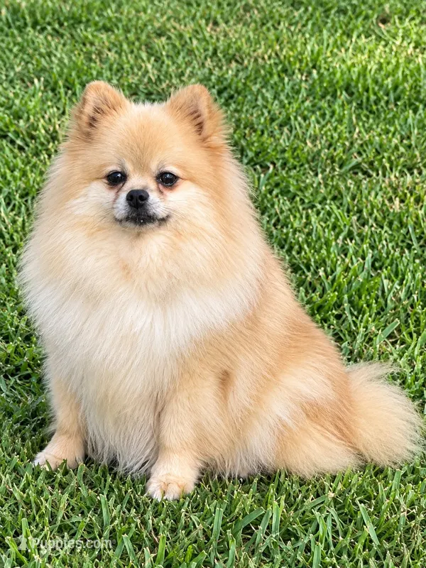 Dolly - CKC Pomeranian  – Pomeranian puppy for sale in Dawsonville, GA