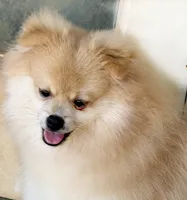 Oliver, a male Pomeranian for sale in Dawsonville, GA – 2 of 6