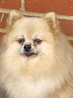 Dolly - CKC Pomeranian , a female Pomeranian for sale in Dawsonville, GA – 3 of 6