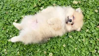 Nash, a male Pomeranian for sale in Dawsonville, GA – 6 of 6