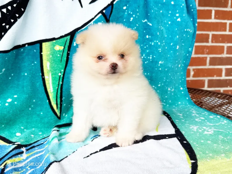 Woody – Pomeranian puppy for sale in Dawsonville, GA