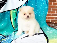 Woody, a male Pomeranian for sale in Dawsonville, GA – 1 of 6
