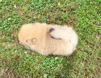 Nash, a male Pomeranian for sale in Dawsonville, GA – 5 of 6
