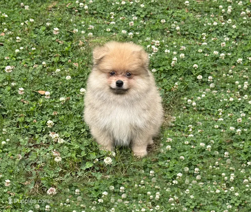 Nash – Pomeranian puppy for sale in Dawsonville, GA